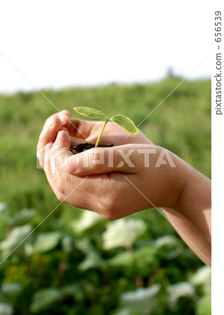 Hands and buds Hands and buds 656539