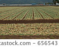 vegetable field, onion field, onion fields 656543