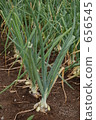 onion, vegetable field, onions 656545