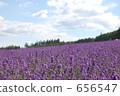purple, day, lavander 656547
