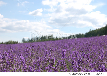purple, day, lavander 656547