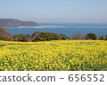 field of rapeseed, rape, rape blossoms 656552
