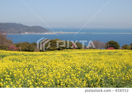 field of rapeseed, rape, rape blossoms 656552