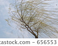 willow, willows 656553