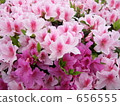 azalea, azaleas, bloom 656555