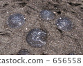 jellyfish, creature, living thing 656558