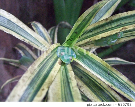 Costa Rican frog monoduki 656792