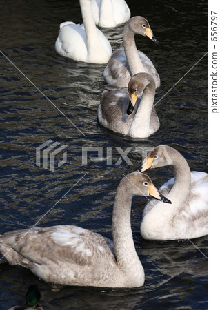 Great swans Great swans 656797