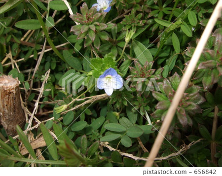 波斯Speedwell 656842