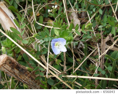 Persian speedwell Persian speedwell 656843