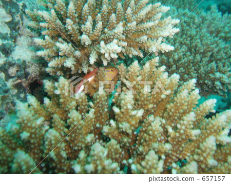seaweed, aquatic, in the water 657157