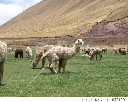 alpaca, andes mountain range, poop 657160
