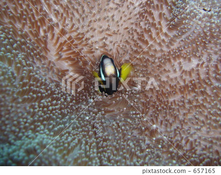 水生的 水下 在水中 657165