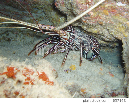 蝦 斑節蝦 小蝦 657168