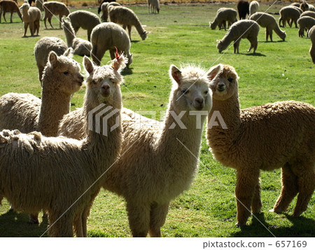 alpaca, alpaca pasture, andes 657169