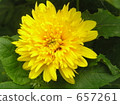 菊花 657261