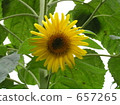 向日葵 太陽花 小 657265