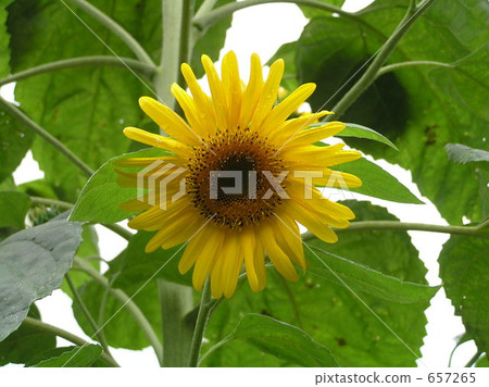 向日葵 太陽花 小 657265