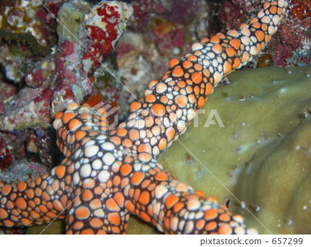 海星 海底的 海裡 657299