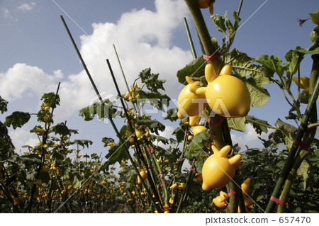 裝飾性植物 狐狸 園藝 657470