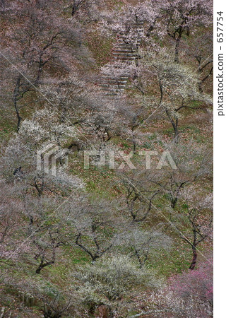 青梅市的“青梅廣場” 青梅市的“青梅廣場” 657754