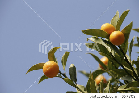 Blue sky and fruit of kanji Blue sky and fruit of kanji 657808