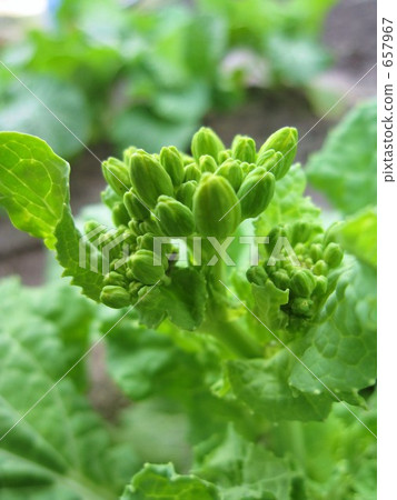 Naked buds 657967