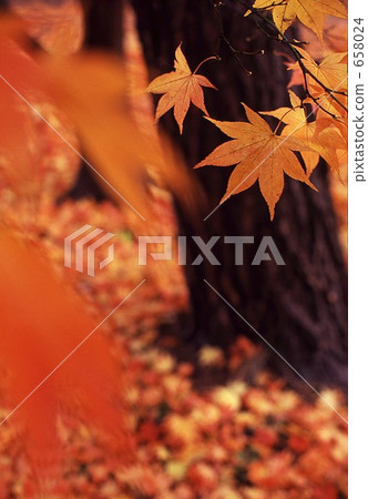 Autumn leaves maple autumn 658024