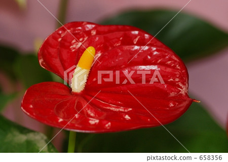 Anthurum Sierra 658356