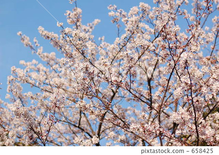 木場公園的櫻花 658425