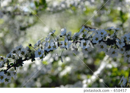 繡線菊類 珍珠繡線菊 木村小米柳 658457