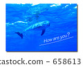 海豚·你好嗎？ 658613