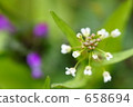 Spring odor 658694