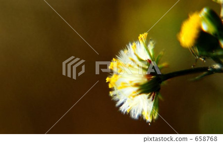 Spring scent Spring scent 658768