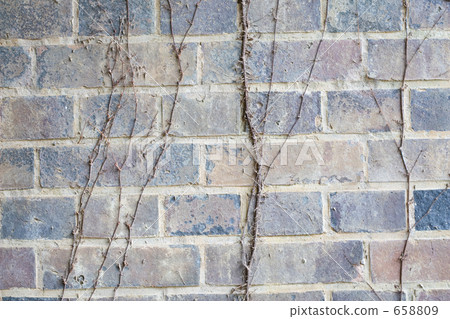 wall, walls, ivy 658809