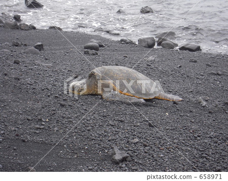 Black sand beach sea turtle 658971