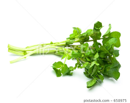 Watercress White Back 658975