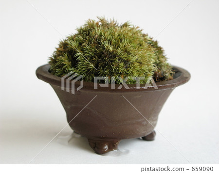 苔蘚盆景 659090