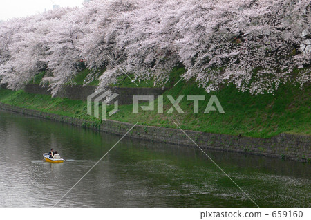 Get drunk with flowers (Kitanomaru Park area 4) 659160