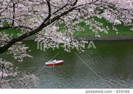 Get drunk with flowers (around Kitanomaru Park) 7 659166