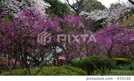 喝醉花（Kitanomaru公園周圍）14 659188