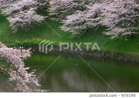 醉花（Kitanomaru公園周圍）16 659190