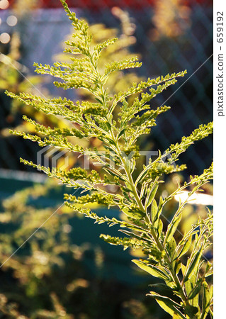 黃花 黃花 659192