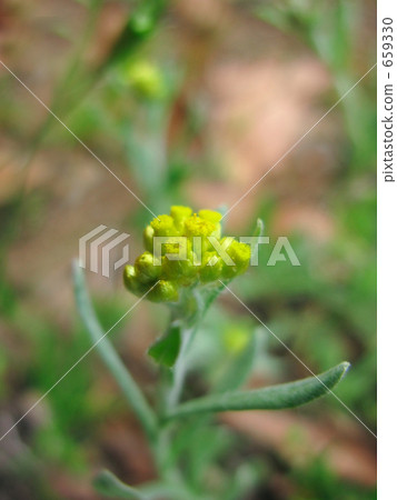 母親的草 母親的草 659330