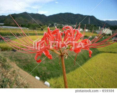 群集孤挺花 659384