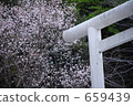 Torii and Sakura 659439