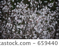 Sakura blooming in the mountains 659440