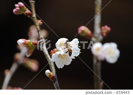 Honey bee sucking honey of cherry tree (caterpillar, cherry which becomes cherry) Honey bee sucking honey of cherry tree (caterpillar, cherry which becomes cherry) 659443