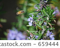 Honeybee sucking rosemary honey 659444