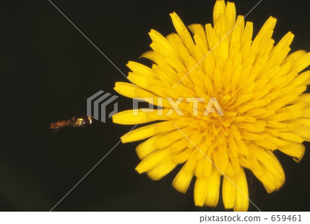 bloom, blossom, blossoms 659461